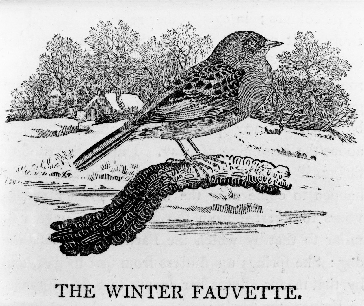 The Winter Fauvette ، رسم توضيحي من "تاريخ الطيور البريطانية" بقلم توماس بيويك ، نُشر لأول مرة عام 1797 بواسطة توماس بيويك