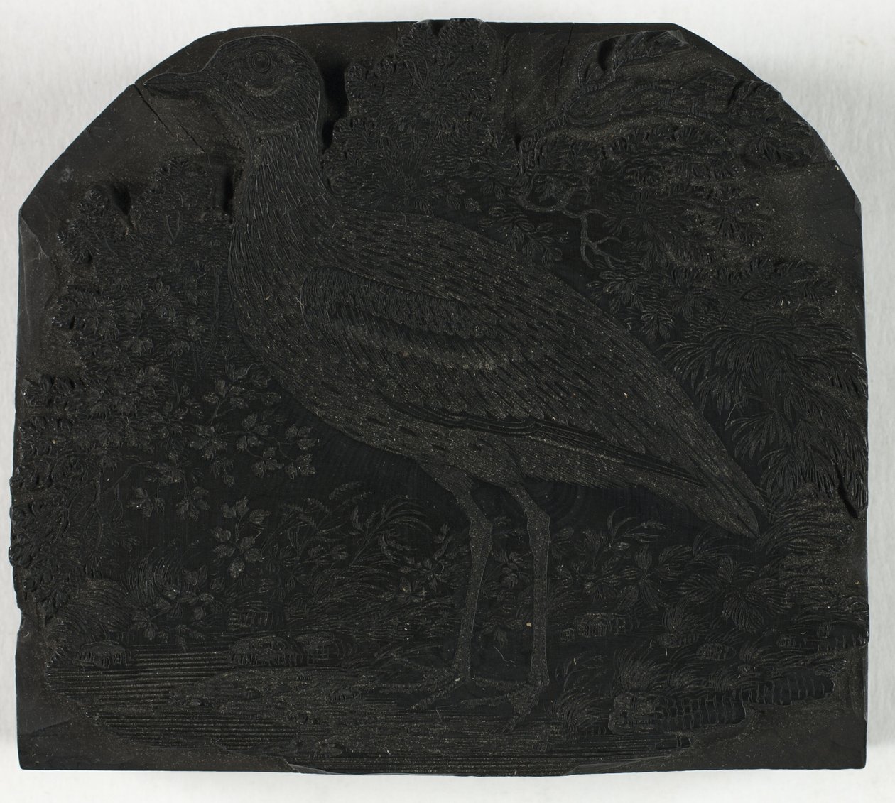Woodblock for The Great Plover ، من تاريخ الطيور البريطانية بواسطة توماس بيويك