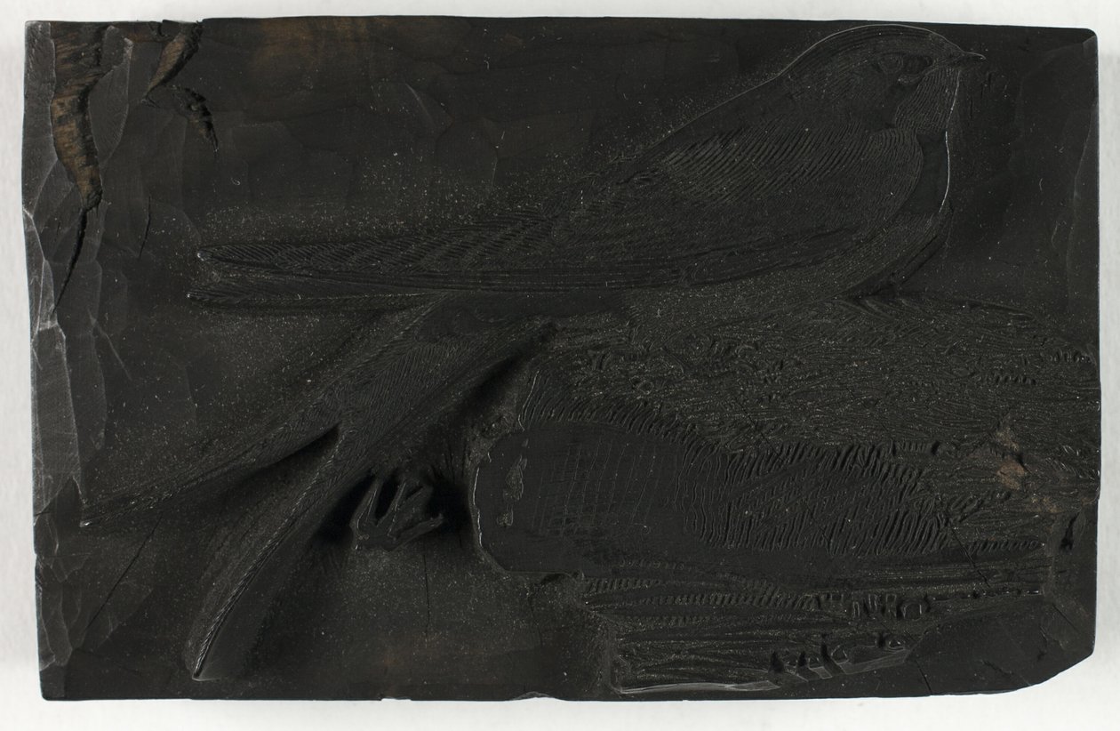 Woodblock for The Swallow ، من تاريخ الطيور البريطانية بواسطة توماس بيويك