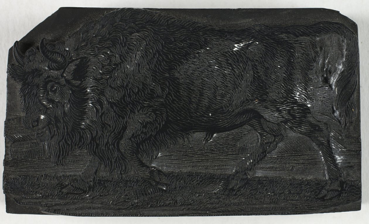 Woodblock for The Urus أو Wild Bull ، من التاريخ العام للرباعي الأرجل بواسطة توماس بيويك