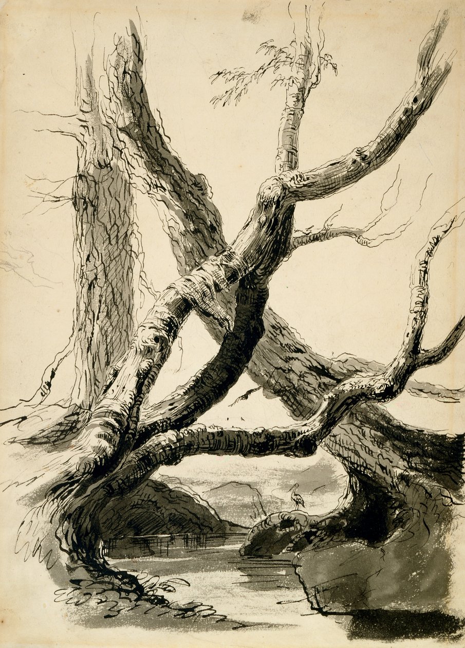 رسم جذوع شجرة ، حوالي 1825-40 (حبر أسود ، قلم رصاص ، غسيل وقلم رصاص على ورق أبيض) بواسطة توماس كول