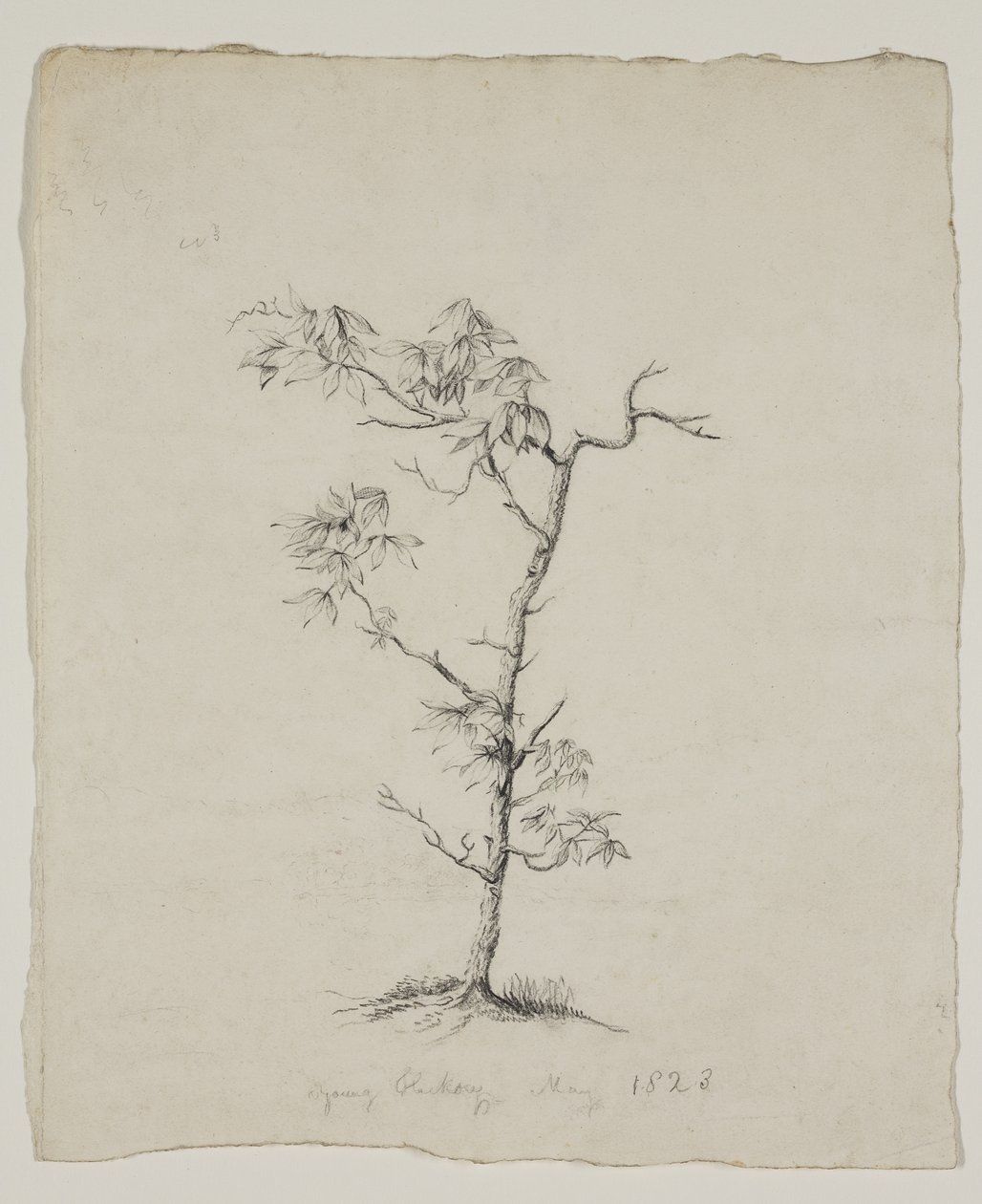 يونغ هيكوري بواسطة توماس كول