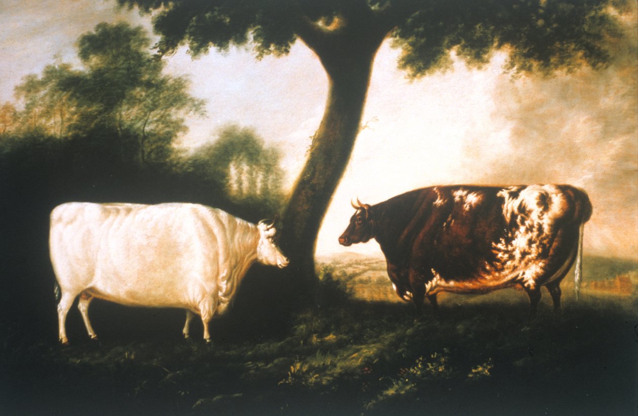 Two Shorthorn Cattle بواسطة توماس هارينجتون ويلسون