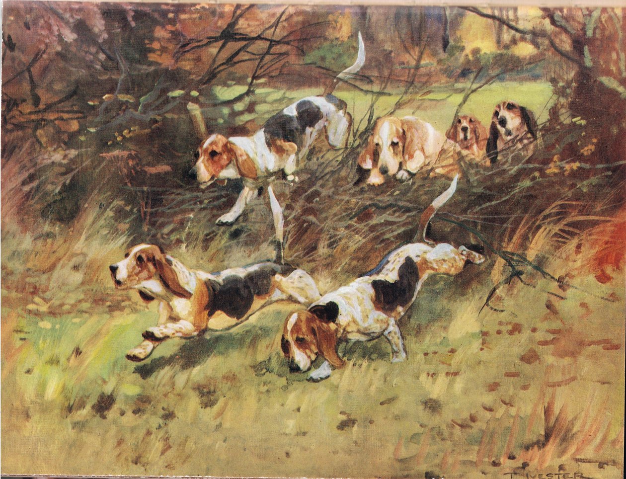 من خلال Hedgerow ، رسم توضيحي من "Hounds" بواسطة توماس إيفستر لويد