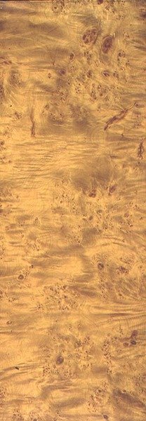 خشب قطني أمريكي ، c1851-62 (تحبيب على حجر الأردواز) بواسطة توماس كيرشو
