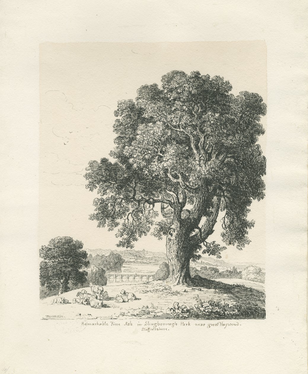 Shugborough Park - Ash Tree: الرسم بالقلم الجاف والحبر بواسطة توماس بيبلو وود