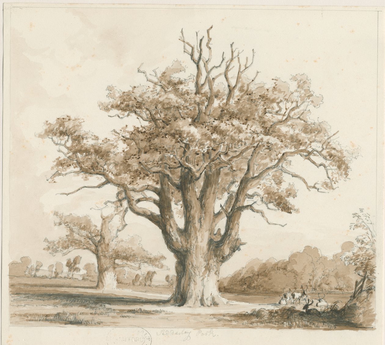 قاعة تيديسلي - أشجار البلوط: رسم بالقلم الرصاص وغسل ، بدون تاريخ [نوفمبر 1842] بواسطة توماس بيبلو وود
