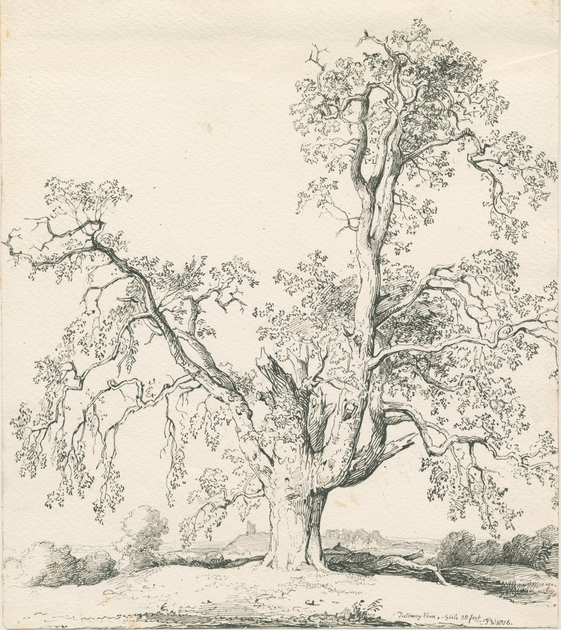 Tutbury - "Wych Elm": الرسم بالقلم الجاف والحبر بواسطة توماس بيبلو وود