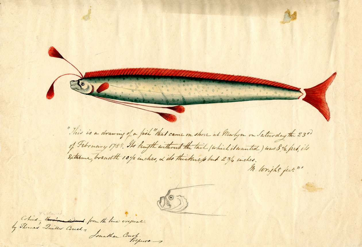 رسم بالألوان المائية لسمكة نيولن المجذاف (ريجاليكوس جليسن)، حوالي عام 1849 (قلم رصاص وألوان مائية على ورق) بواسطة أريكة توماس كويلر