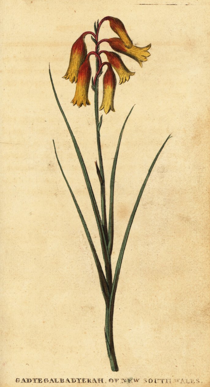 أجراس الكريسماس ، Blandfordia nobilis. ، 1800 (نقش) بواسطة توماس واتلنج