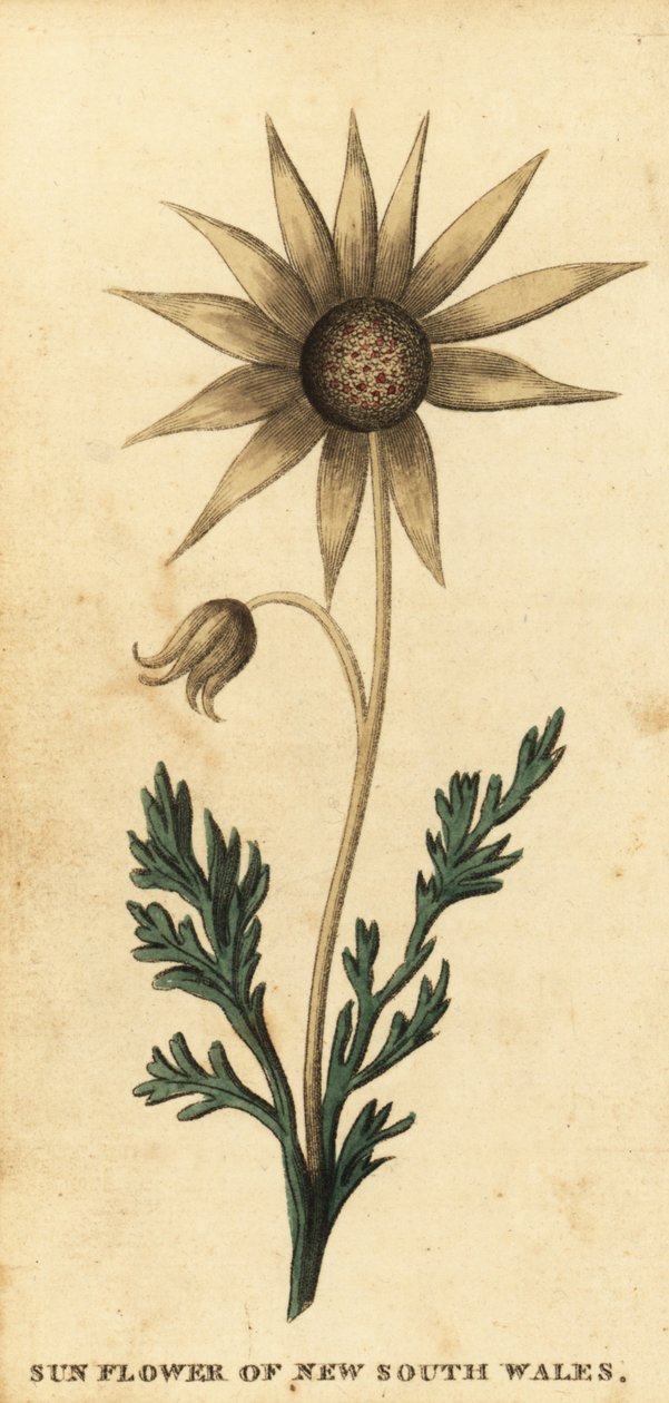 زهرة الفانيلا ، Actinotus helianthi. ، 1800 (نقش) بواسطة توماس واتلنج