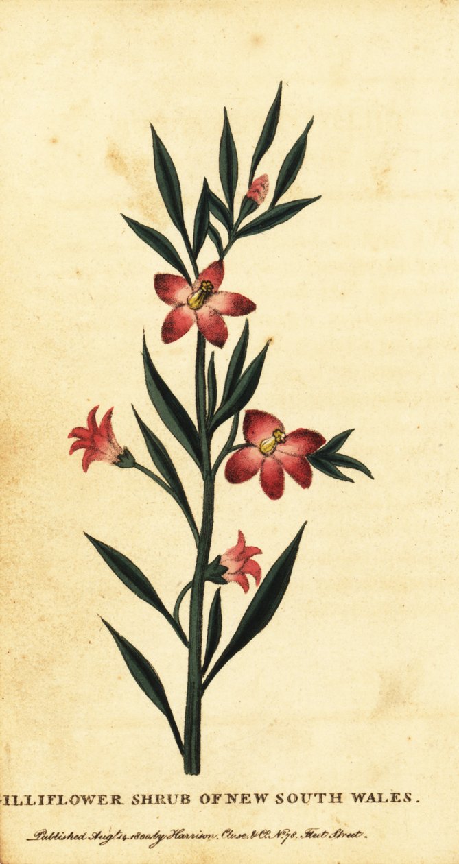 شجيرة Gilliflower في نيو ساوث ويلز. ، 1800 (نقش) بواسطة توماس واتلنج