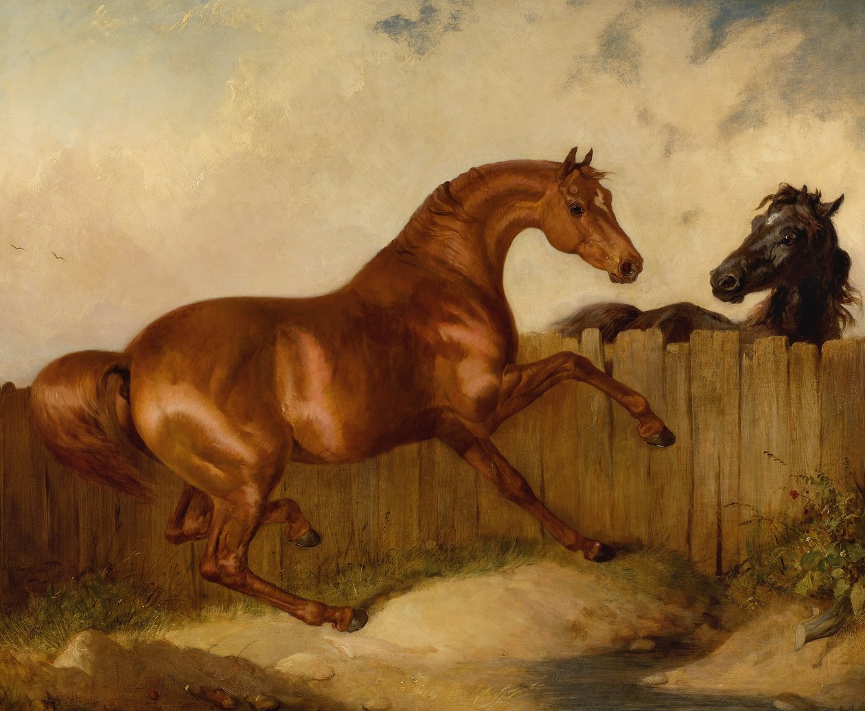 Stallion and Mare (oil on canvas) بواسطة توماس وودوارد