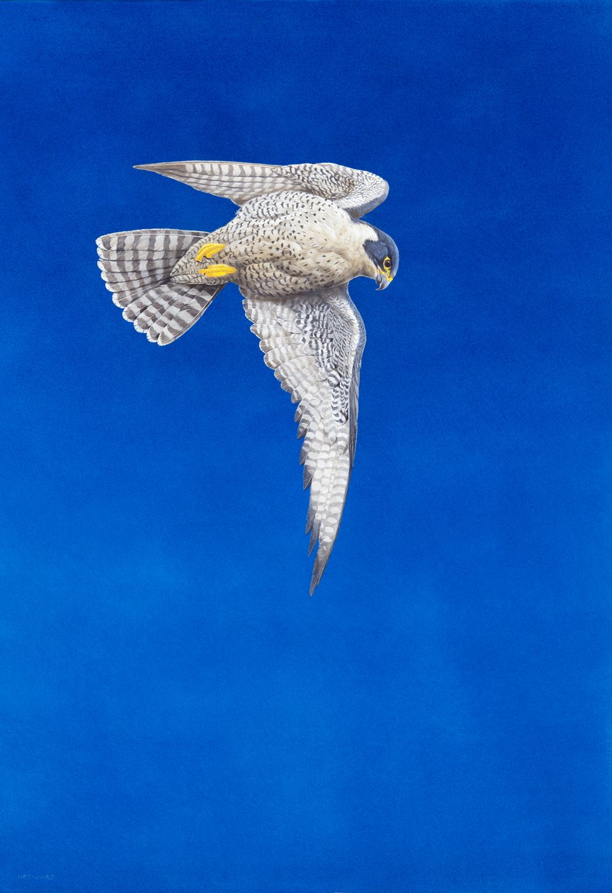 Peregrine Falcon (ألوان مائية وغواش على ورق) بواسطة تيم هايوارد