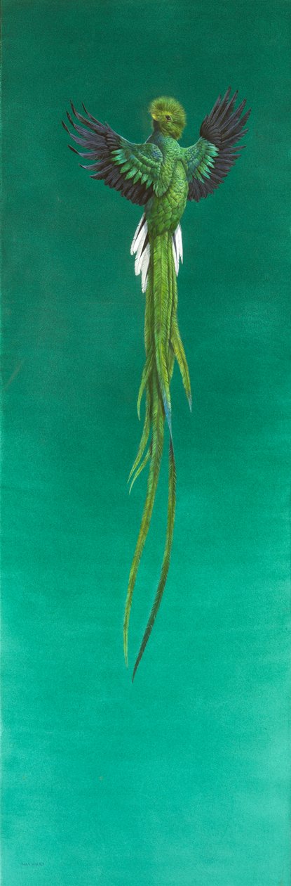 Quetzal (ألوان مائية وغواش على ورق) بواسطة تيم هايوارد