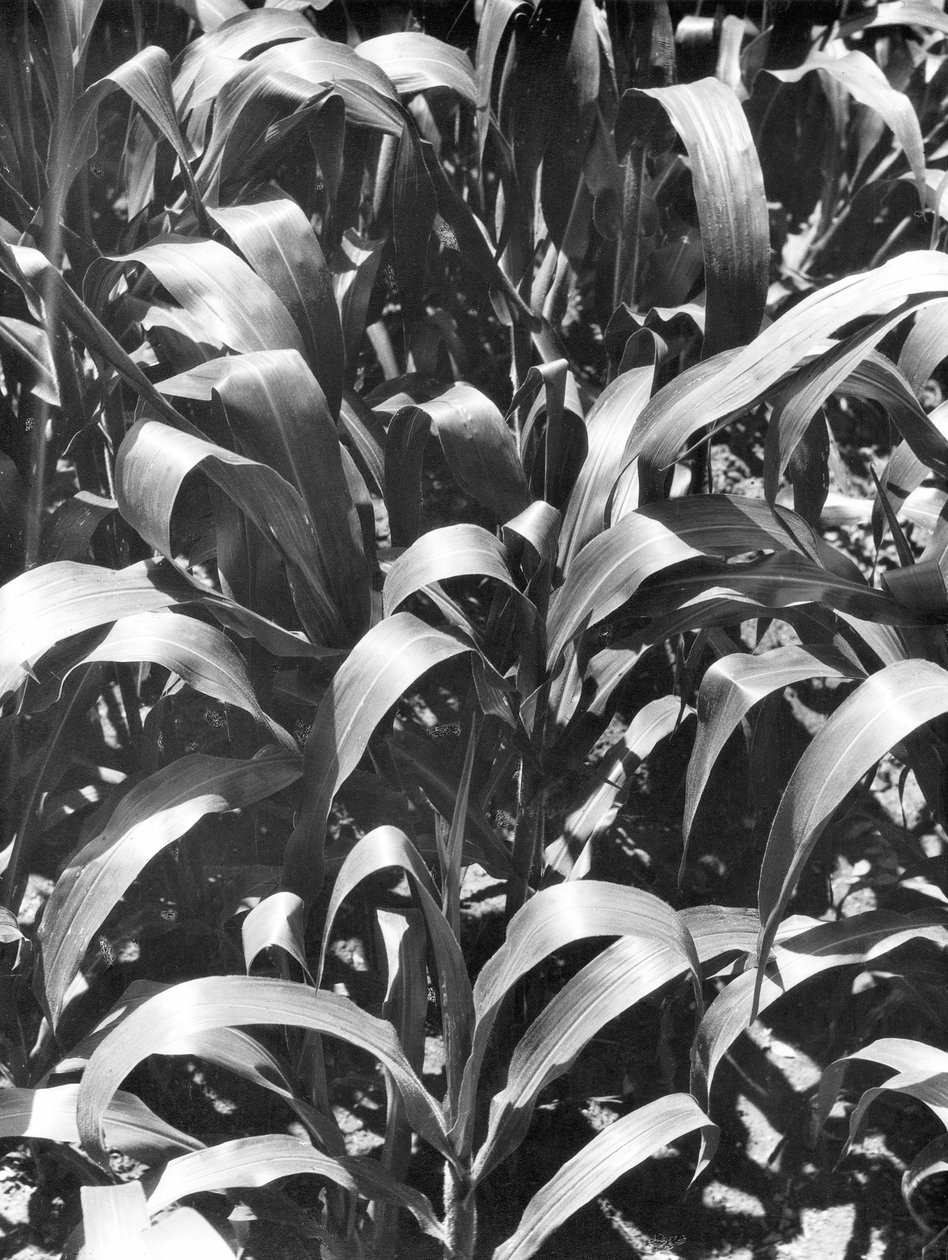نباتات الذرة ، المكسيك ، ج .1929 بواسطة تينا مودوتي