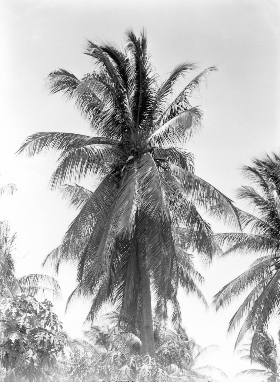 شجرة النخيل ، 1925 بواسطة تينا مودوتي