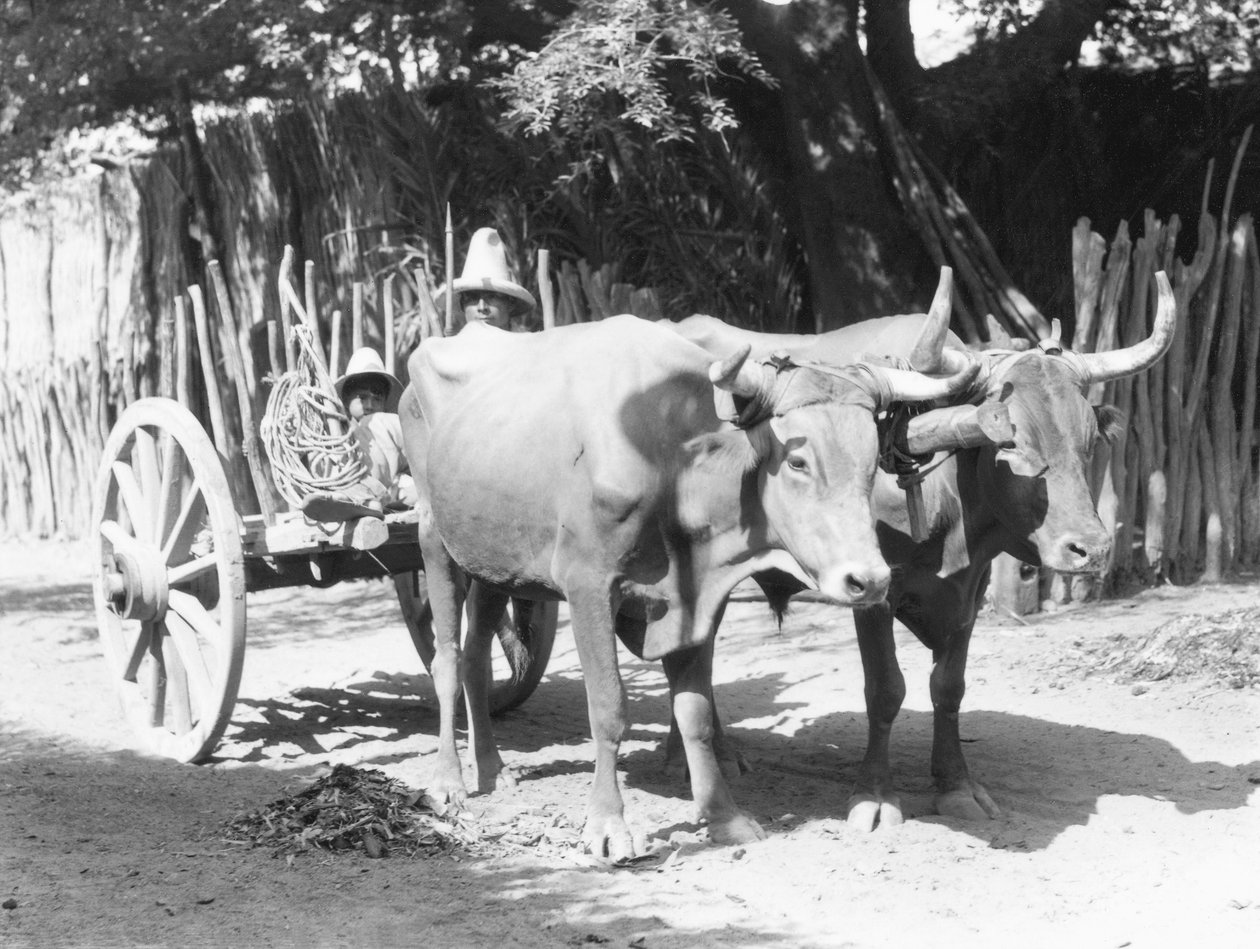 فريق Oxen ، المكسيك ، ج .1927 بواسطة تينا مودوتي