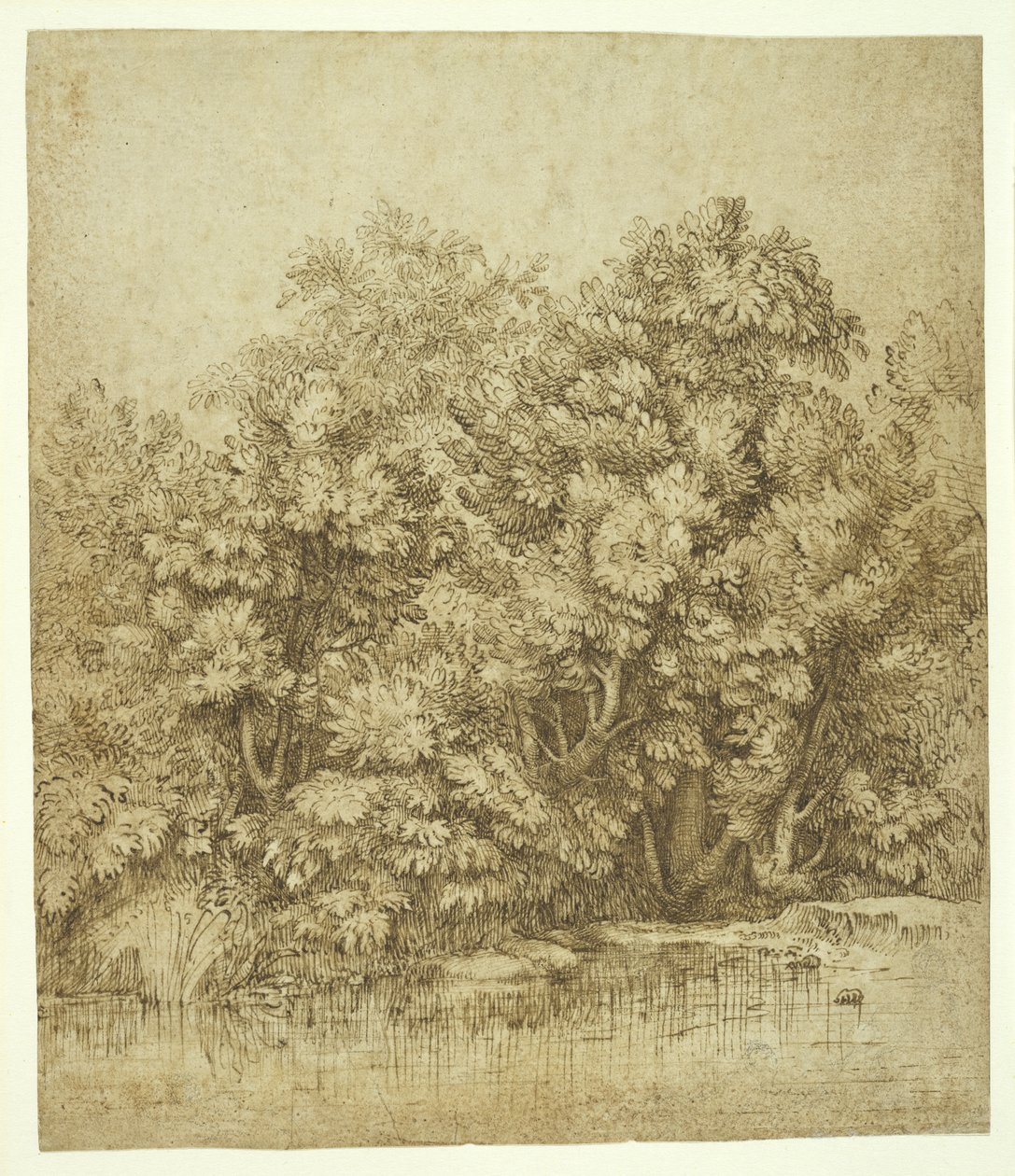 أشجار بالقرب من بركة ماء ، c.1530 (حبر بني فوق فحم على ورق قشدي قديم) بواسطة تيزيانو فيتشيلي