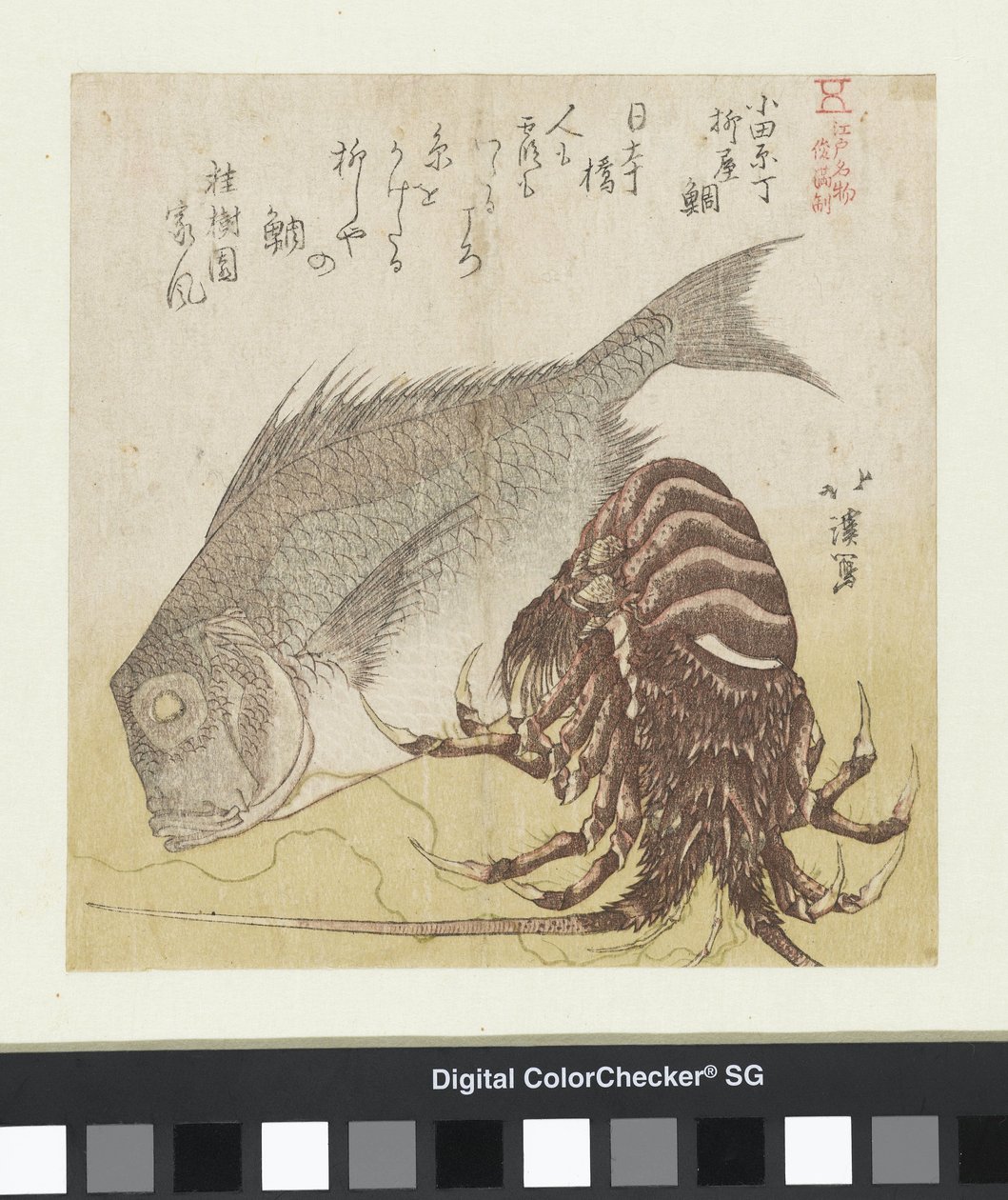 القاروص البحري من Yanagiya في Odawara Chô Odawara Cho Yanagiya tai (العنوان على الكائن) المنتجات الشهيرة من Edo (عنوان المسلسل) Edo Meibutsu (عنوان المسلسل على الكائن) بواسطة توتو هوكي