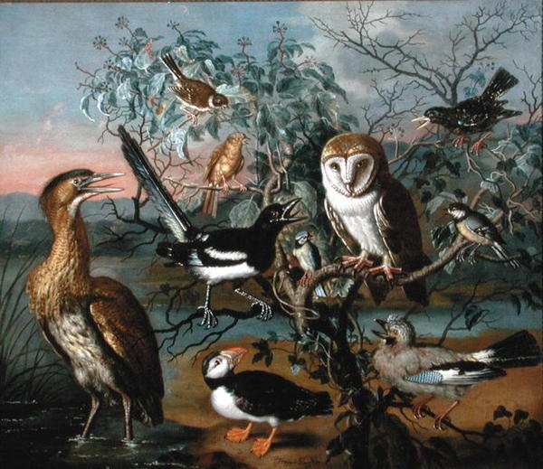 A Concert of Birds: a Puffin، Jay، Great Tit، Bittern، Starling، Magpie، Yellowhammer، Red Bunting and Barn Owl (زيت على قماش) بواسطة تراجان هيوز