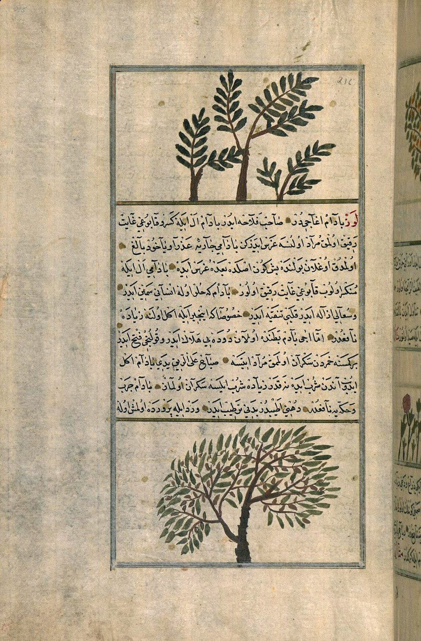 شجرة لبان فوق شجرة لوز بعد رسالة لزكريا بن محمد القزويني (حبر وصبغات على ورق منضد أوروبي) بواسطة المدرسة التركية