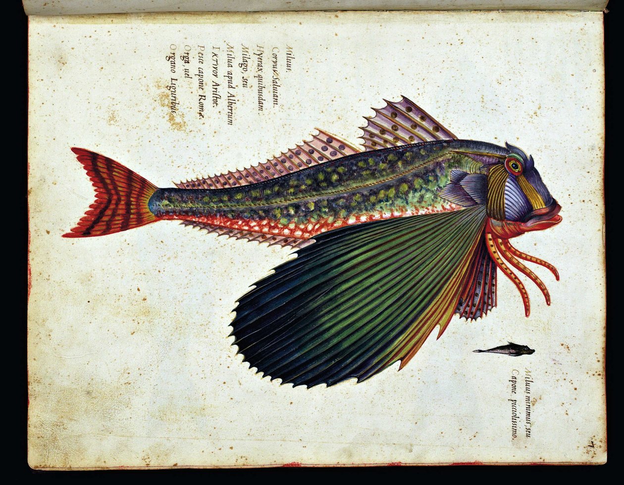 صورة غير معروفة بواسطة Ulisse Aldrovandi