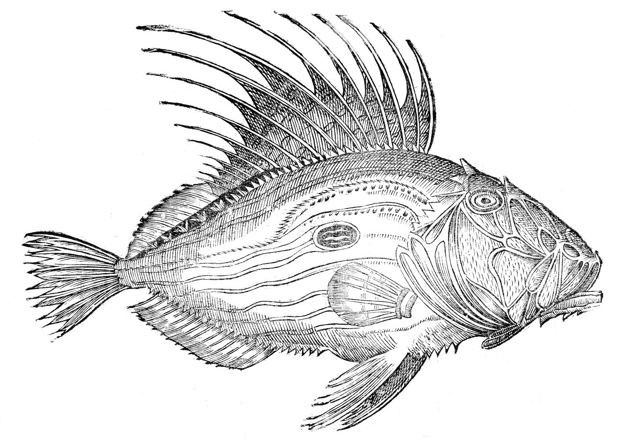  بواسطة Ulisse Aldrovandi