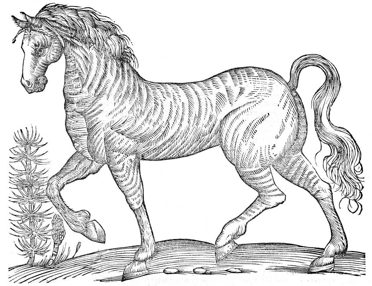 بواسطة Ulisse Aldrovandi
