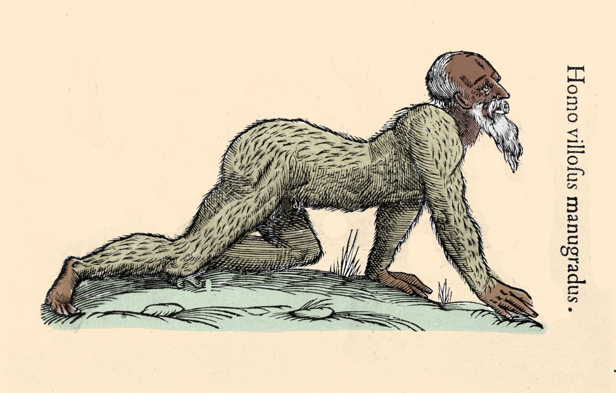 مخلوق الوحش: رجل مشعر يمشي على أربع. لوحة بعد Ulisse Aldrovandi (1522-1605) ، "Monster History" ، "Bologna 1642 Milanese. بواسطة Ulisse Aldrovandi
