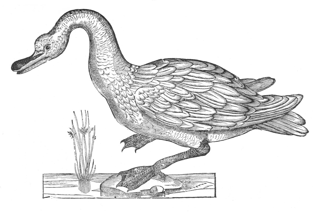  بواسطة Ulisse Aldrovandi