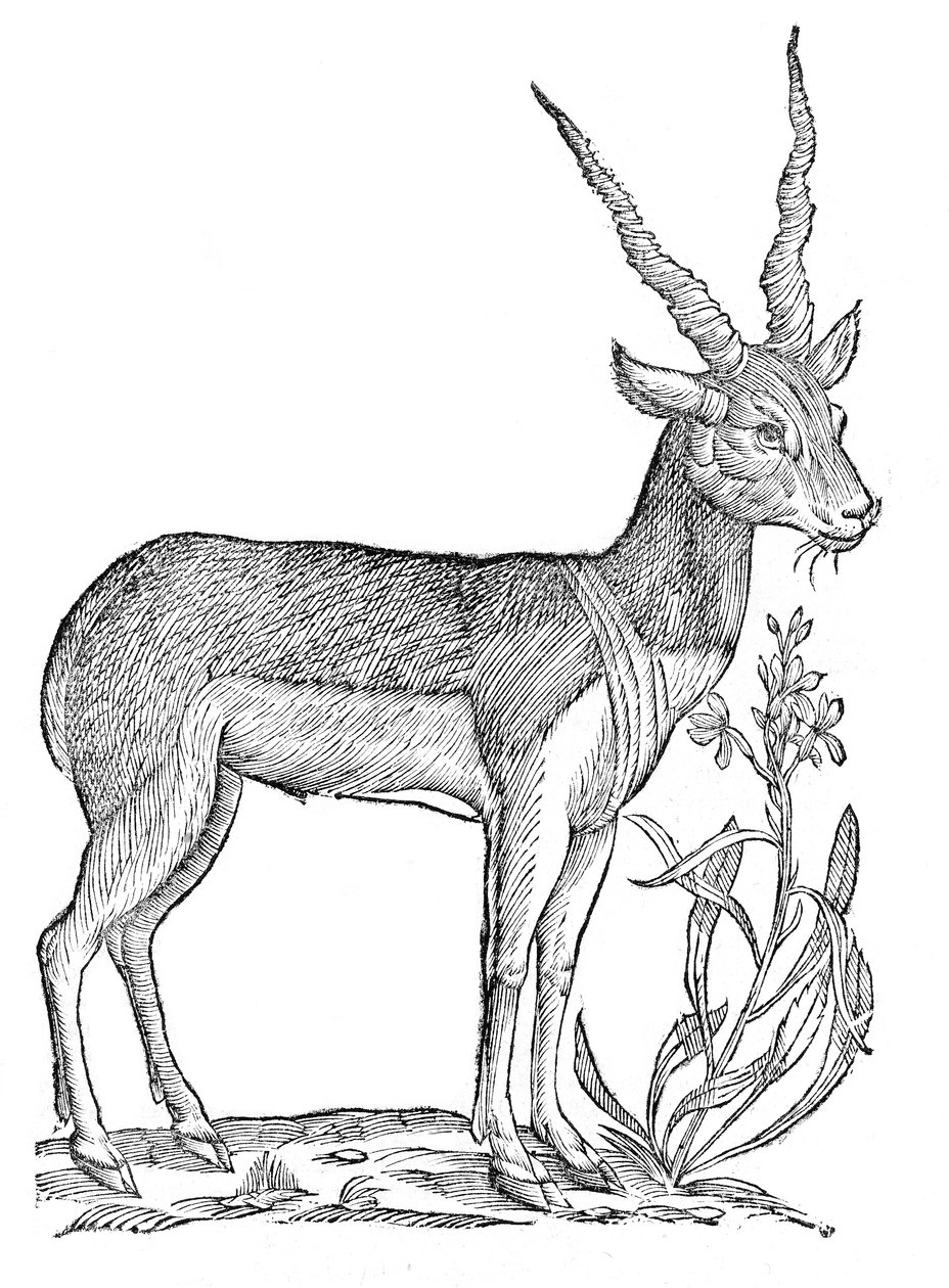  بواسطة Ulisse Aldrovandi