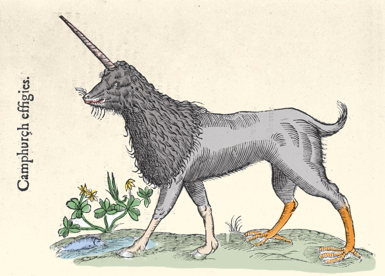 تمثيل للكنيسة ، وحش جزر مولوكا ، نقش بواسطة Ulisse Aldrovandi (1522-1605) ، "Monster History" ، "Bologna 1642 بواسطة Ulisse Aldrovandi