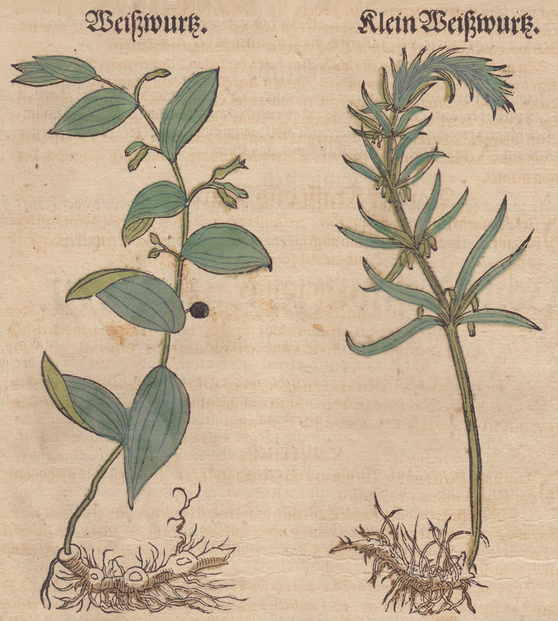 رسم توضيحي لـ Polygonatum multiflorum و Polygonatum verticillatum بواسطة غير معروف غير معروف