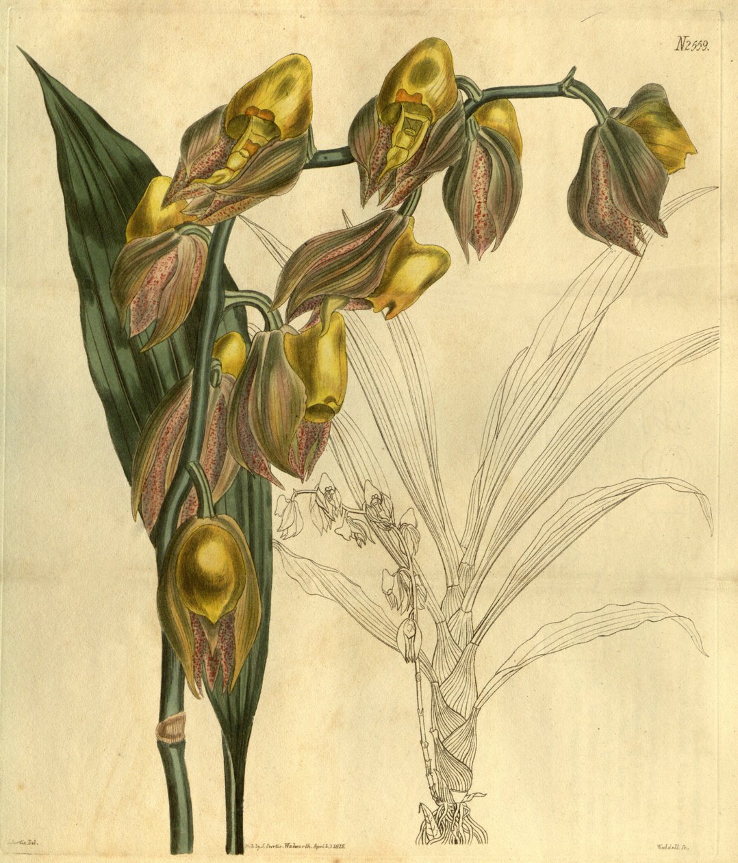 رسم توضيحي لـ Catasetum macrocarpum (مثل syn. Catasetum tridentatum) بواسطة غير معروف غير معروف