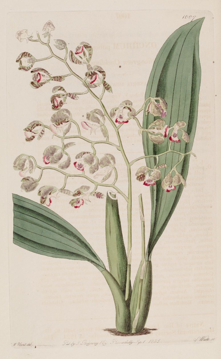 رسم توضيحي لحانات Oncidium بواسطة غير معروف غير معروف