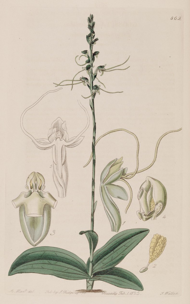 رسم توضيحي ل Peristylus tentaculatus (مثل syn. Glossula tentaculata) بواسطة غير معروف غير معروف