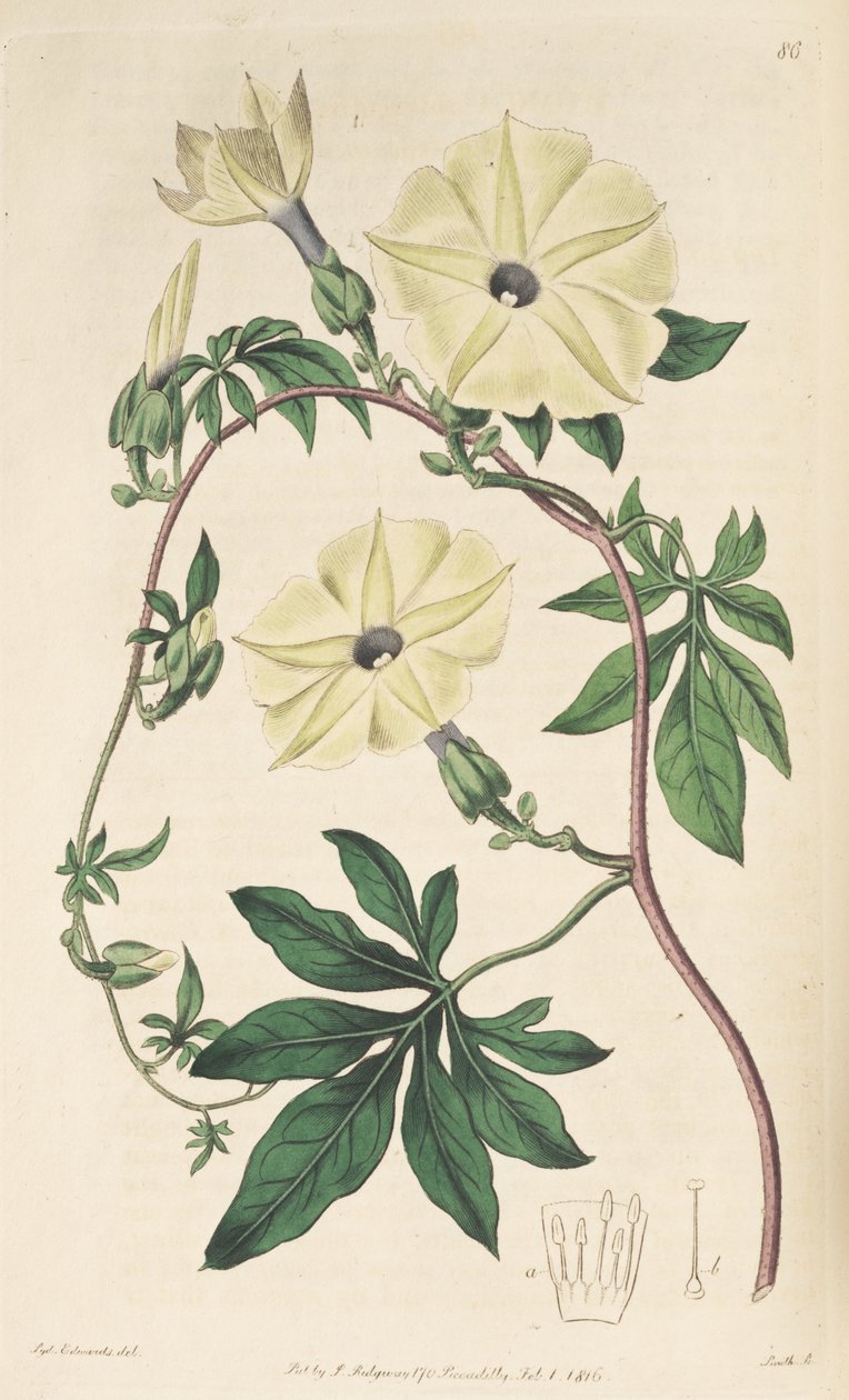 Ipomoea tuberculata بواسطة غير معروف غير معروف
