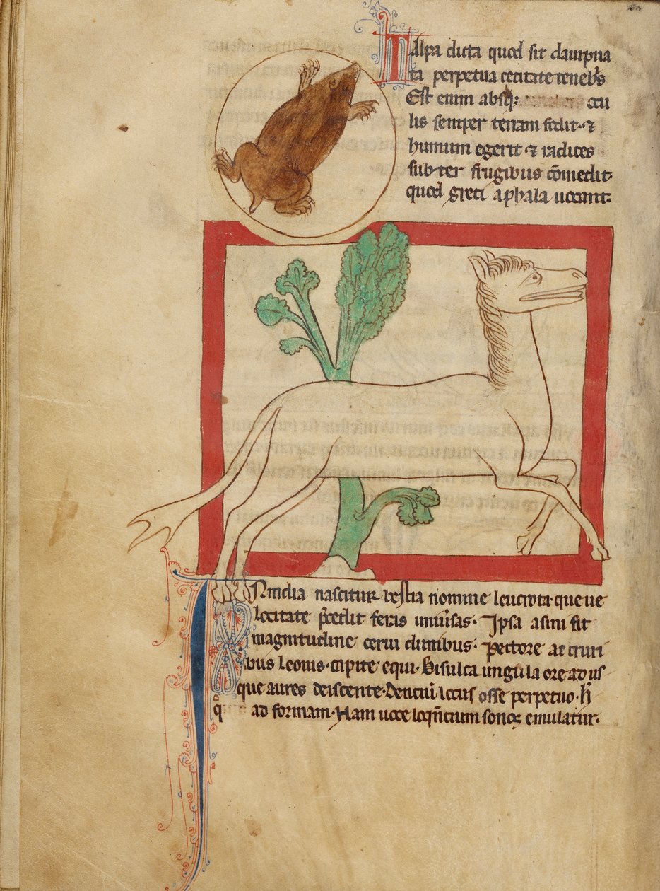 Northumberland Bestiary - مول بواسطة غير معروف غير معروف