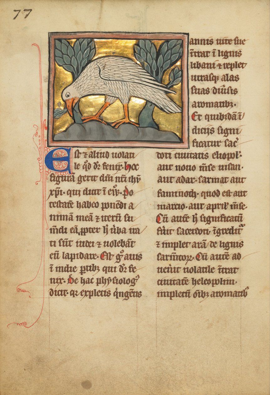 A Phoenix (JgEpBOK0IafeoA) بواسطة غير معروف غير معروف