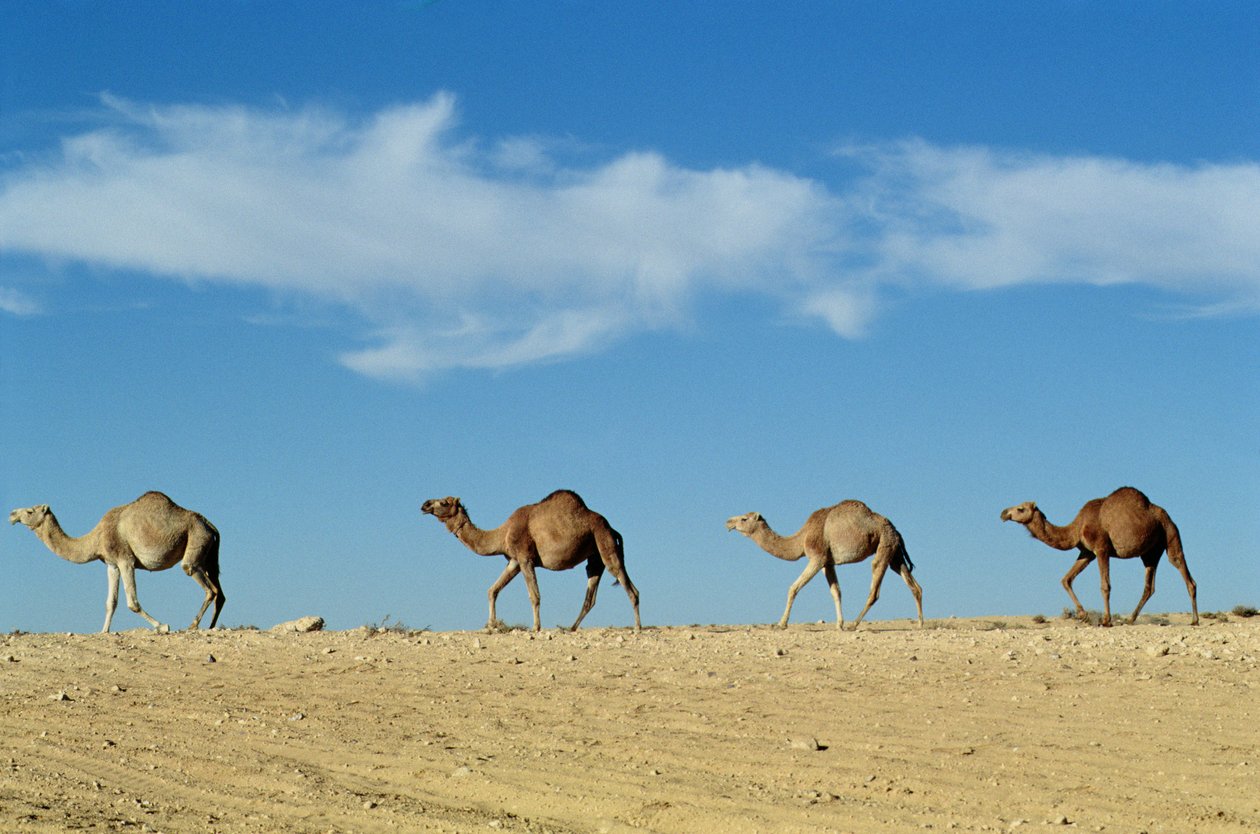 قطار الجمال بواسطة غير معروف غير معروف