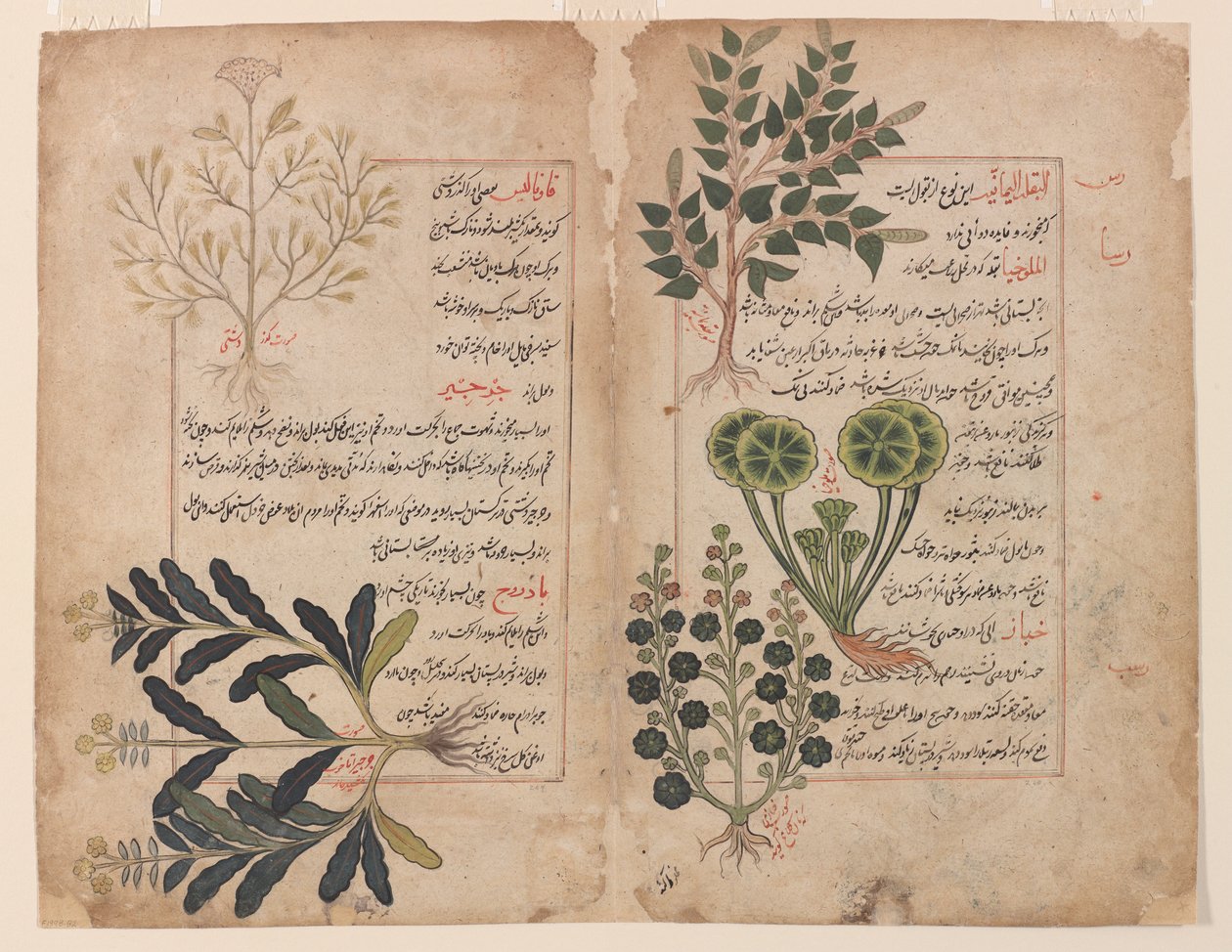 الورقة المزدوجة من كتاب الحشيش (كتاب الأعشاب) بواسطة غير معروف غير معروف