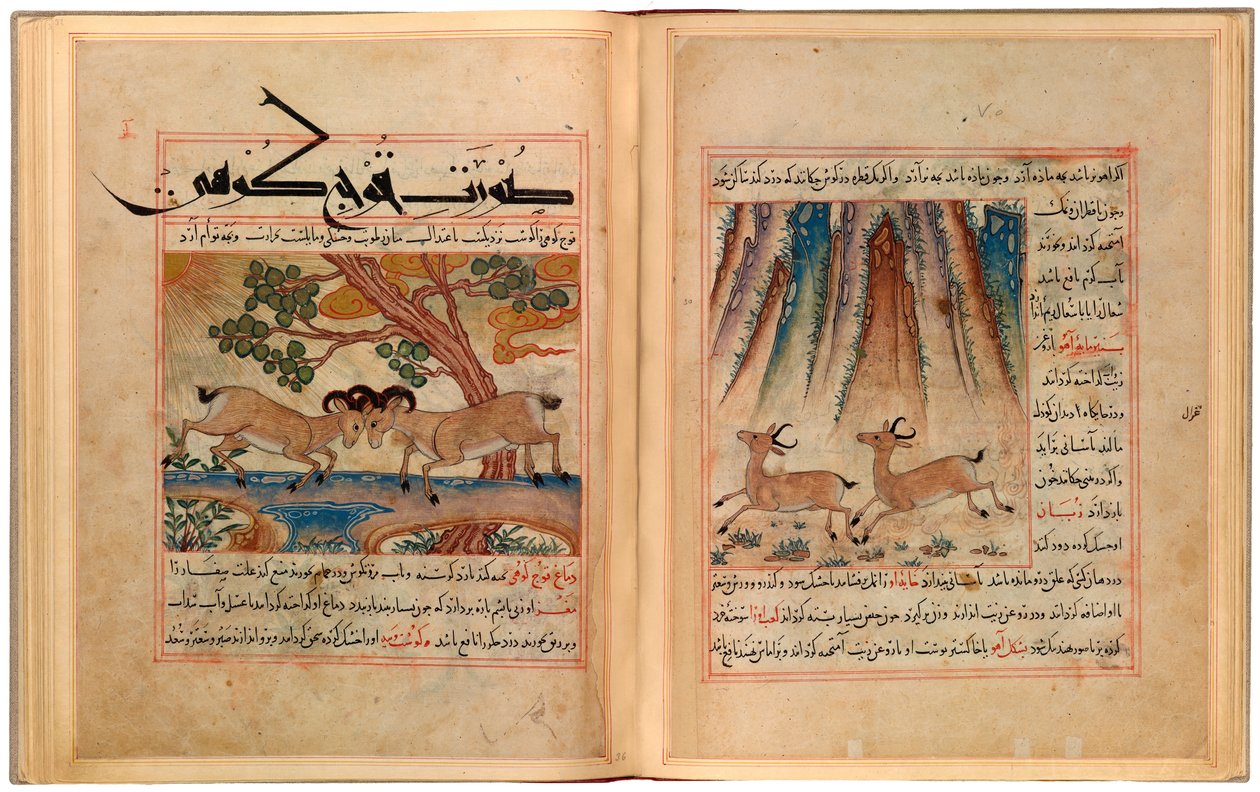 اثنان من الغزال واثنين من كبش الجبل بواسطة غير معروف غير معروف