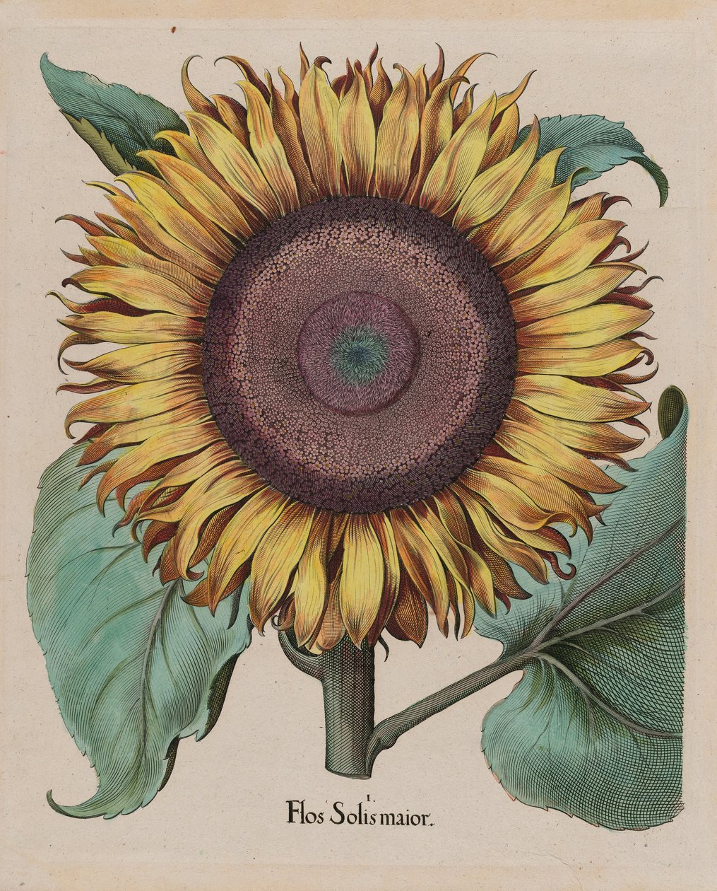 فنان غير معروف - عباد الشمس الكبير (Flos Solis Maior) ، اللوحة 1 من الجزء 5 ، B. Besler ، Hortus Eystettensis ، 1713 تحرير ... بواسطة غير معروف غير معروف