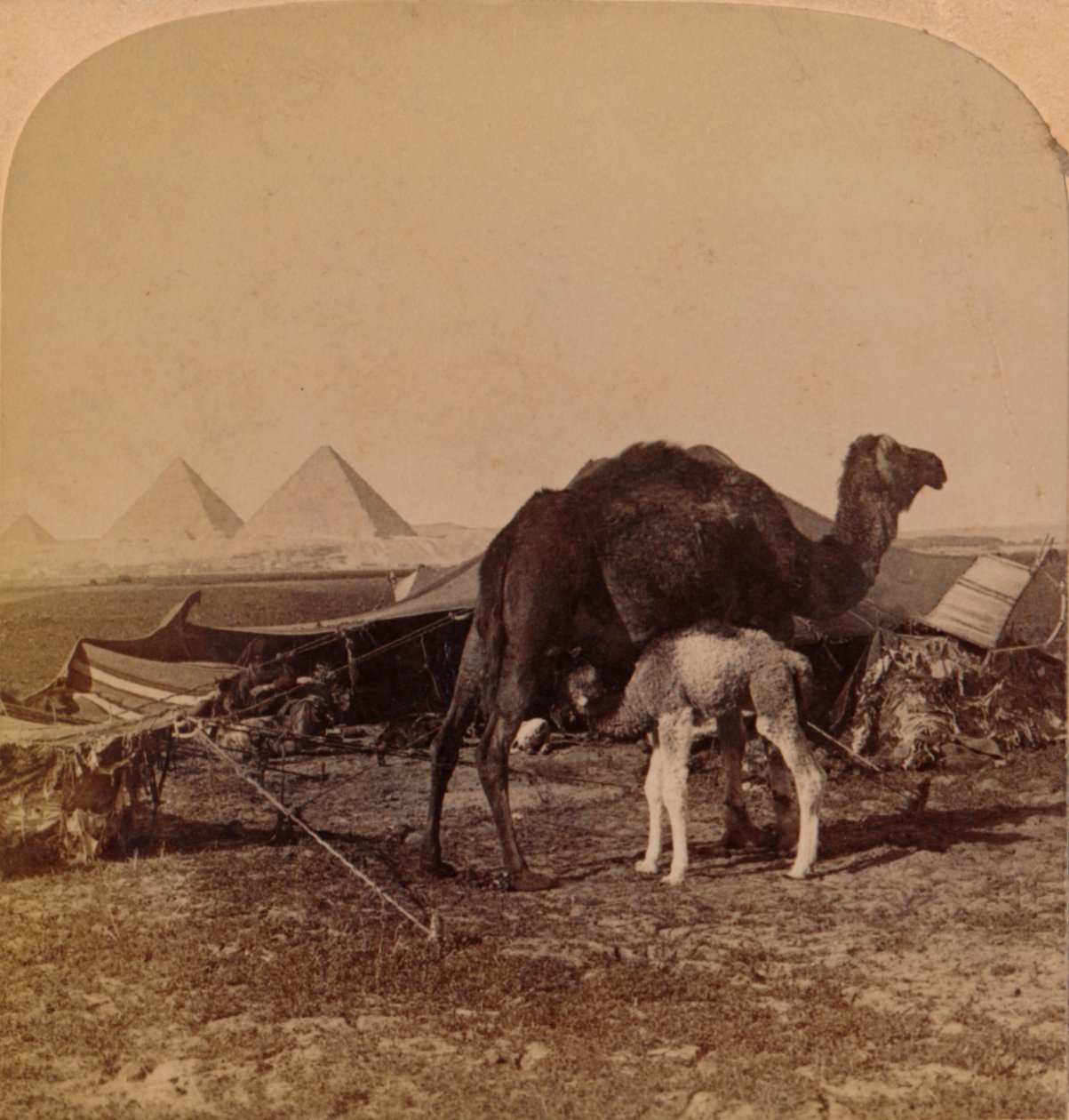طفل الصحراء ، مصر ، 1896 بواسطة غير معروف