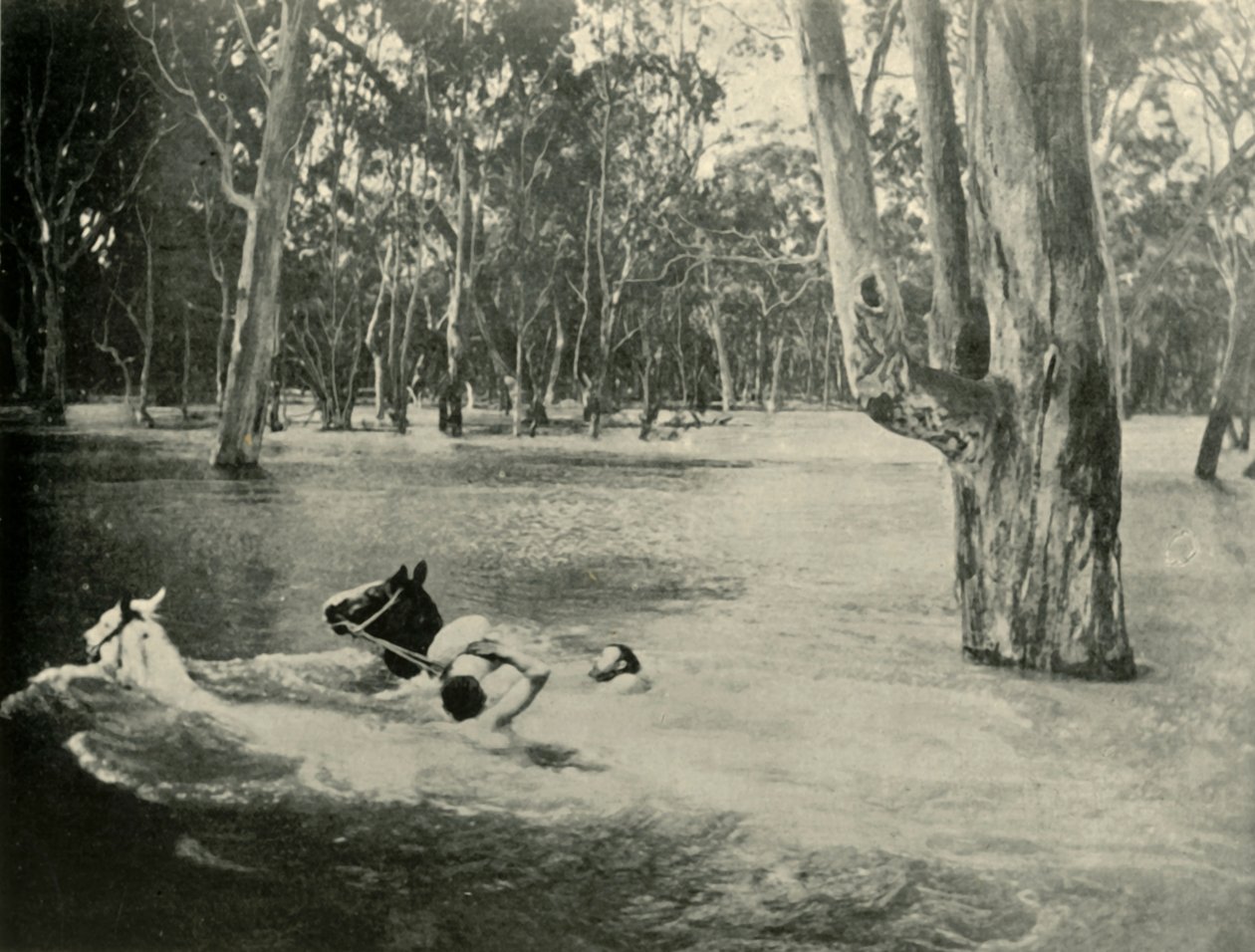مصرفي ، 1901. بواسطة غير معروف