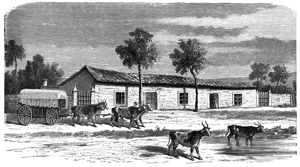 مزرعة بوير ، جنوب أفريقيا ، c1890 بواسطة غير معروف