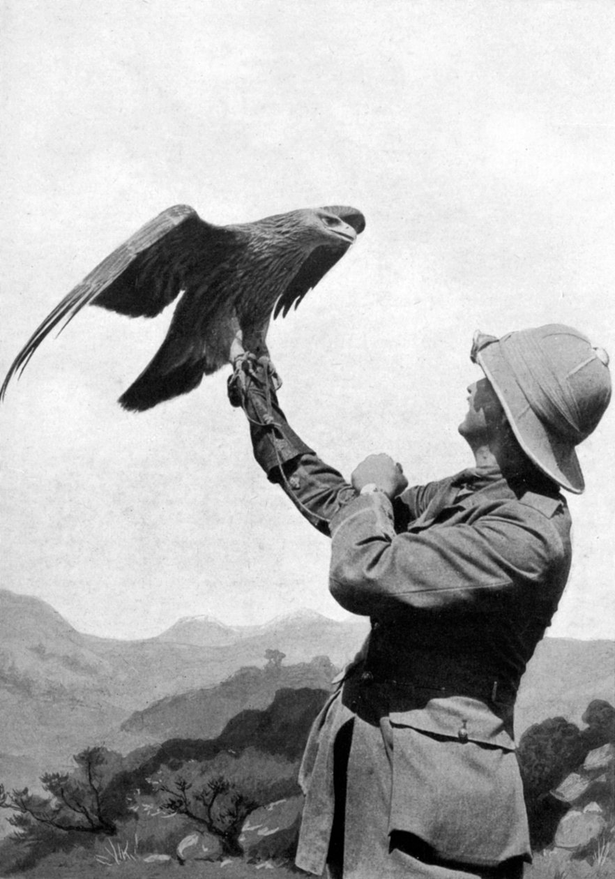 ضابط بريطاني مع نسر ذهبي مروض ، سالونيكا ، اليونان ، الحرب العالمية الأولى ، 1914-1918 ، c1920 بواسطة غير معروف