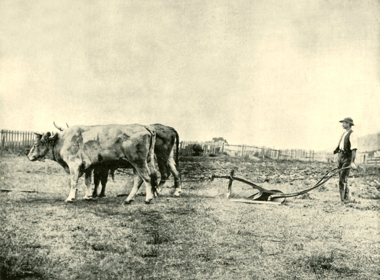 فريق بولوك المحراث ، 1901. بواسطة غير معروف