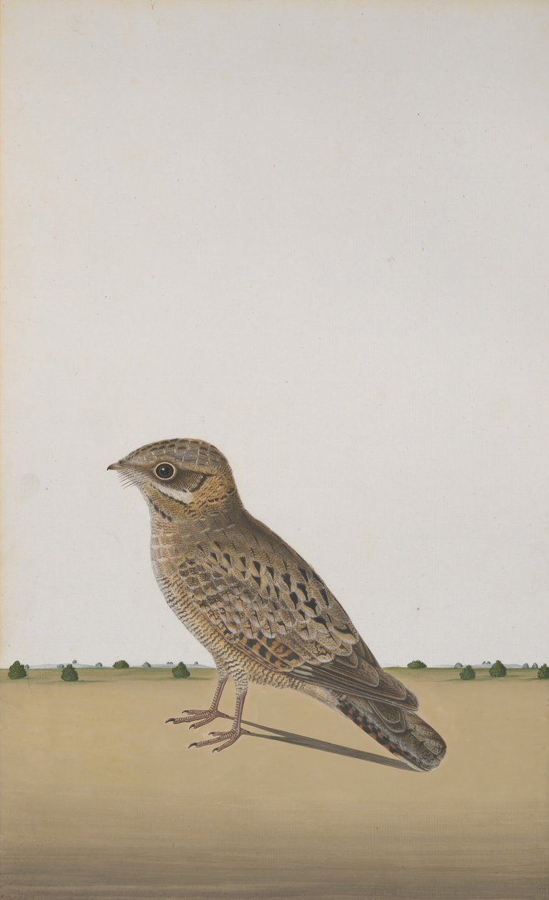 نايبر هندي شائع Caprimulgus asiaticus ، كاليفورنيا. 1780 بواسطة غير معروف